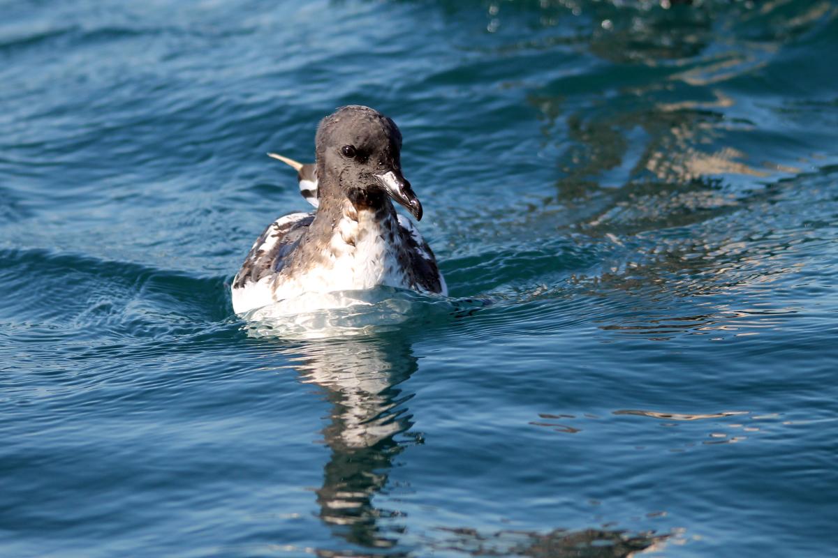 Cape Petrel (Daption capense)